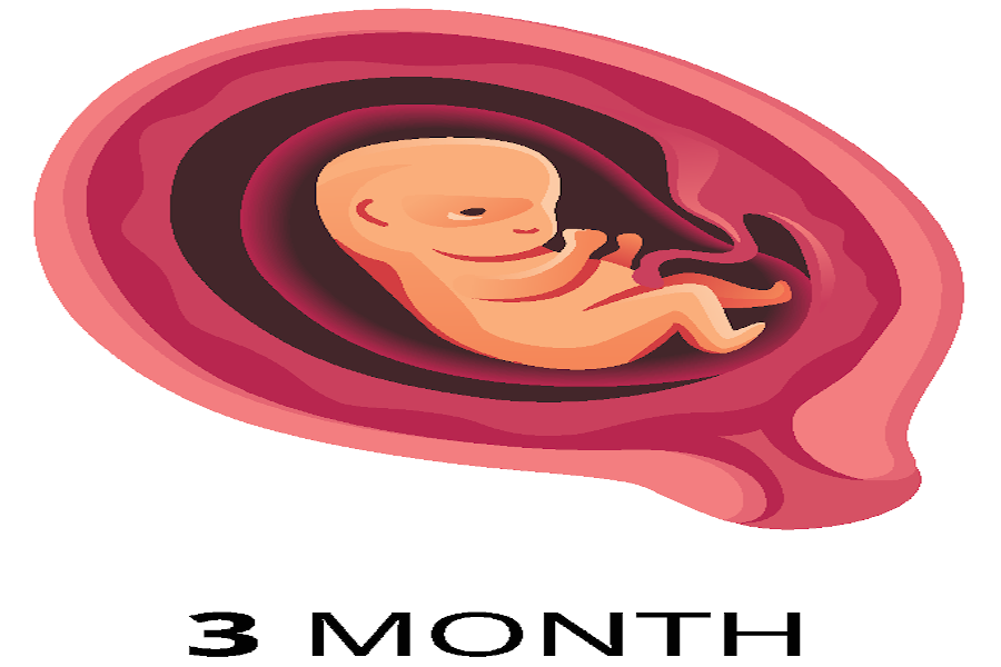 A three month gestation period