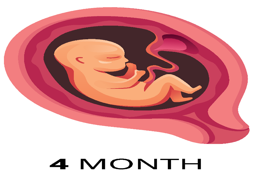 A four month gestation period