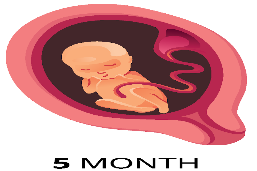 A five month gestation period