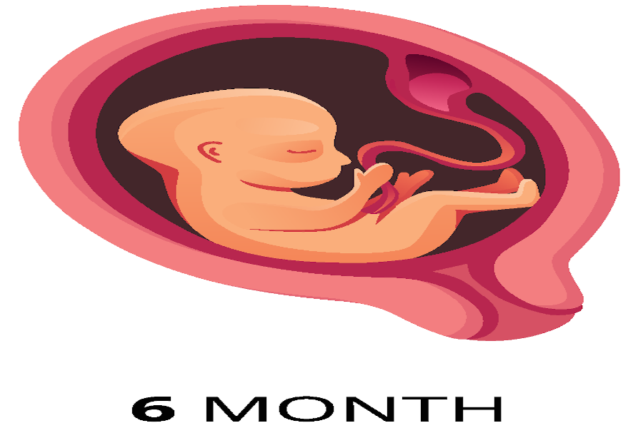 A six month gestation period