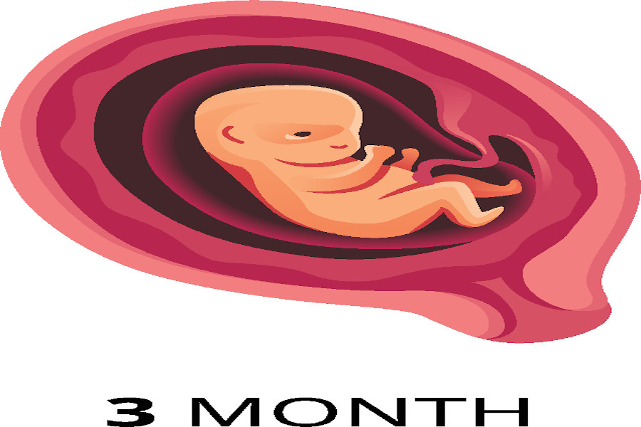 A three month gestation period