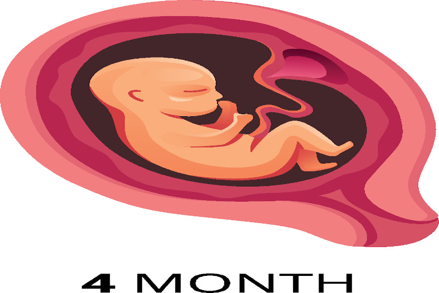 A four month gestation period