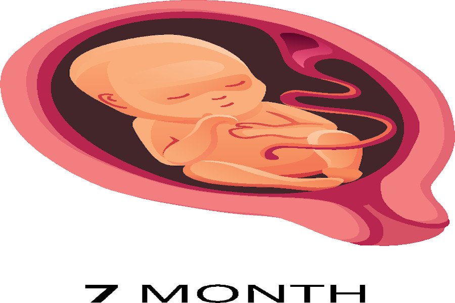 A seven month gestation period