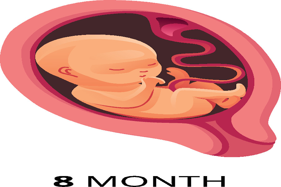 A eight month gestation period