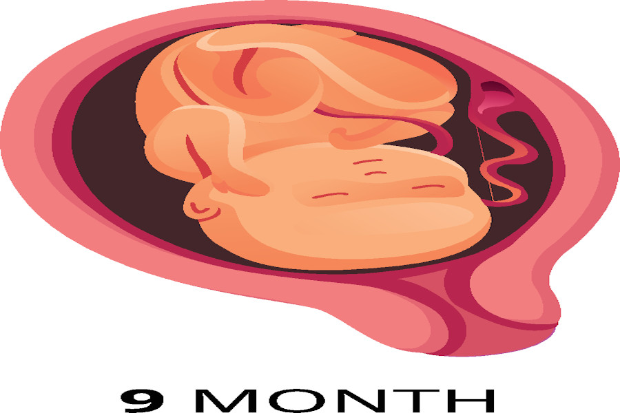 A nine month gestation period