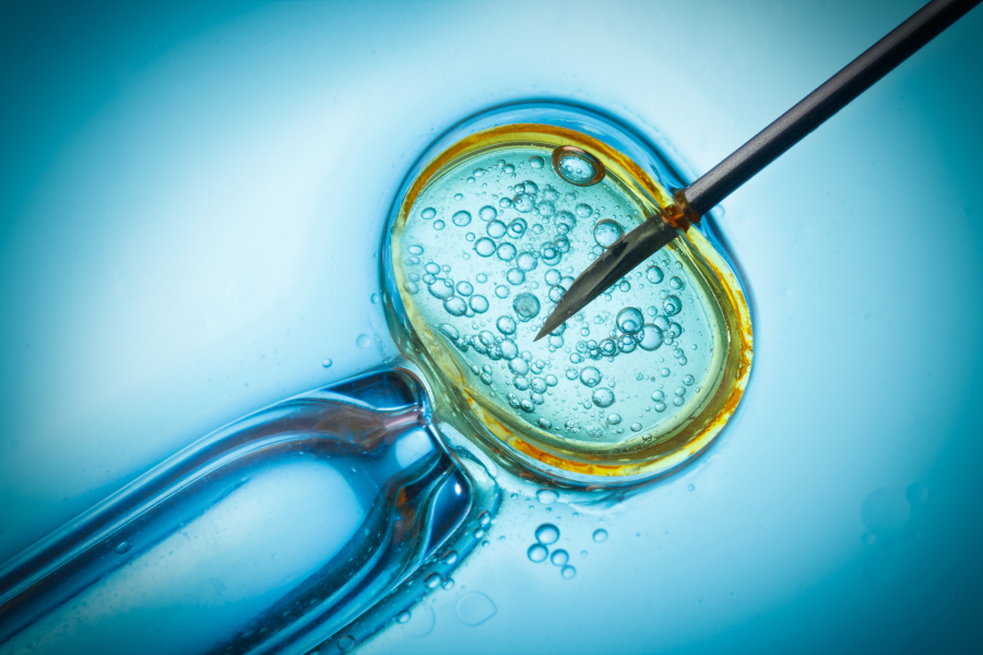 In vitro fertilization closeup of cell